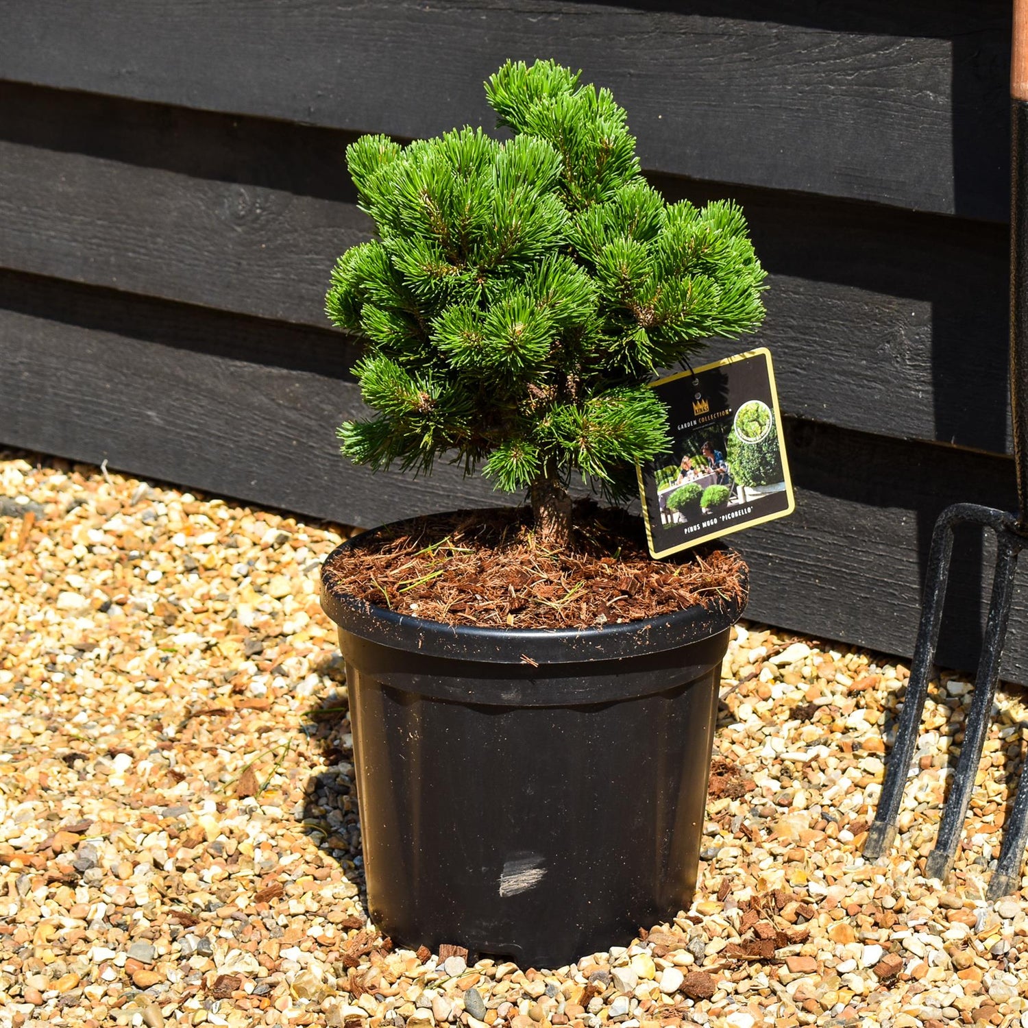 Pinus mugo 'Picobello' - Height 20-30cm - 6lt