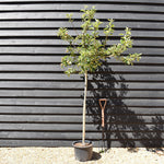 Apple tree 'Idared' | Malus domestica - Semi Dwarfing - Height 160-170cm - 20lt