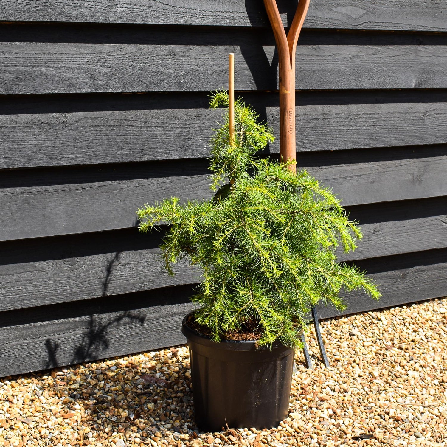 Cedrus libani 'Dino' | Cedar of Lebanon 'Dino'   - Height 40-60cm - 6lt