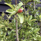 Punica granatum - Pomegranate - Girth 18-20cm - 400-420cm - 150lt
