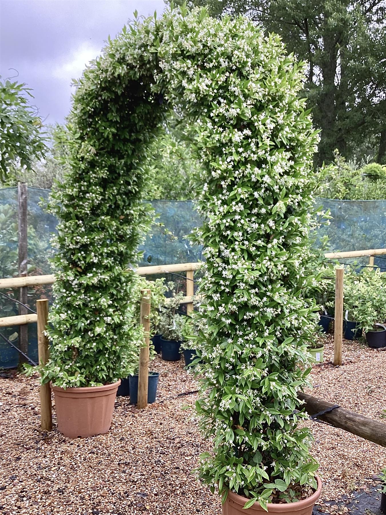 Trachelospermum jasminoides | Chinese Jasmine - Arch - 270cm, 55lt