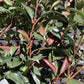 Photinia Red Robin - Compacta - Pleached/Espalier (100cm-120cm) - Half Standard - Girth 8-10cm - 55lt