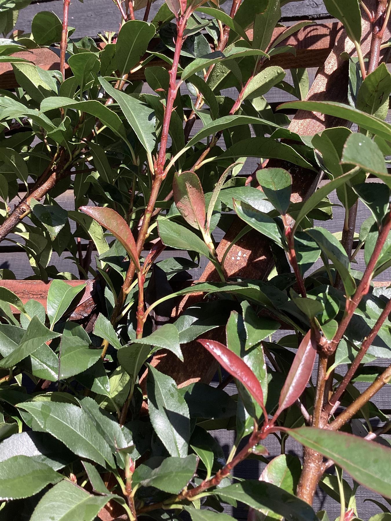 Photinia Red Robin - Compacta - Pleached/Espalier (100cm-120cm) - Half Standard - Girth 8-10cm - 55lt