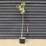 Cherry tree 'Burlat' | Prunus avium 'Bigarreau Burlat' - Height 150-160cm - 20lt