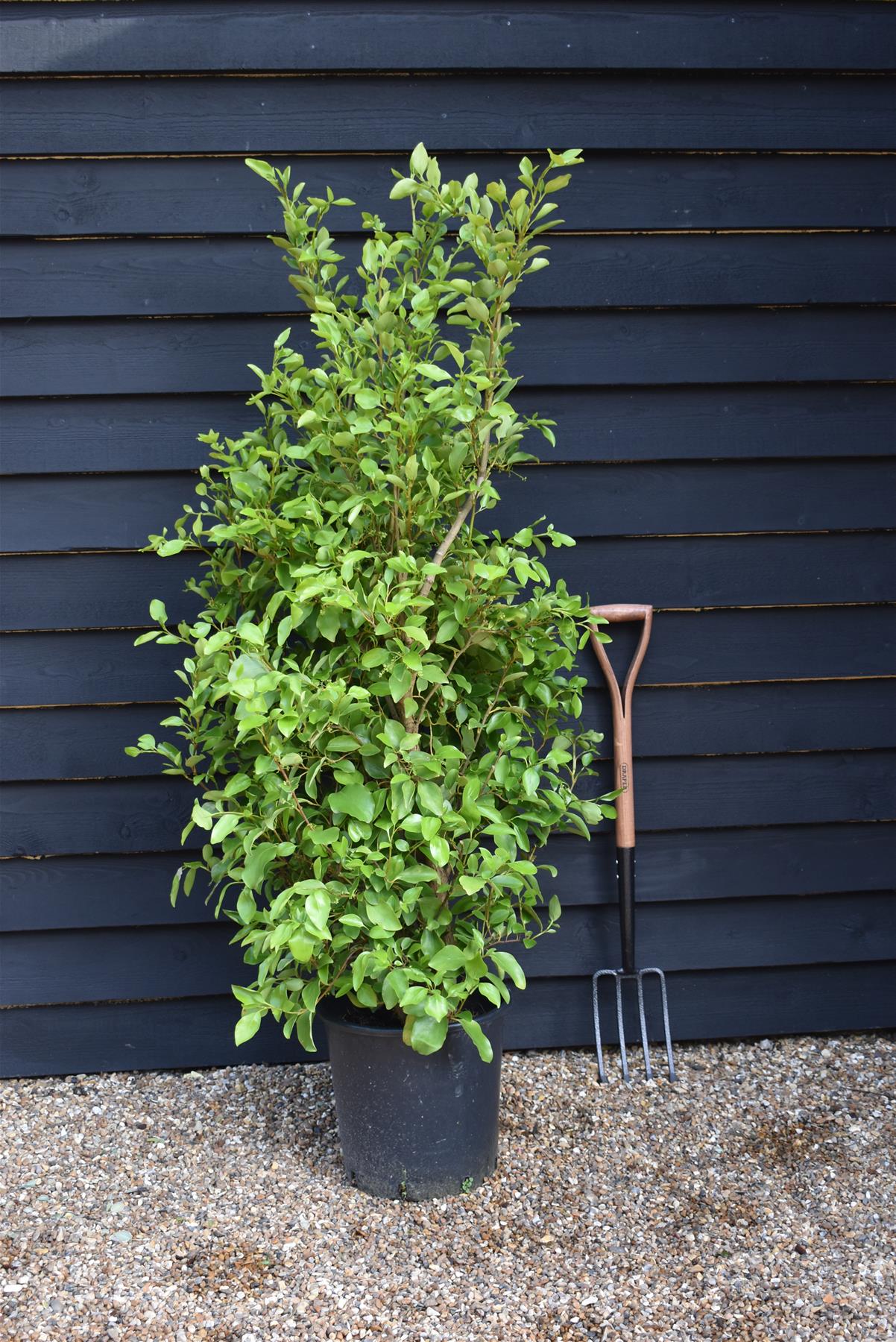 Griselinia littoralis - Height 180-200cm 25lt