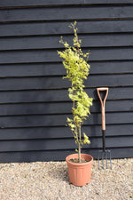 Acer shirasawanum 'Jordan' | Golden Full Moon' Maple - Narrow Upright - 160-180cm - 15lt