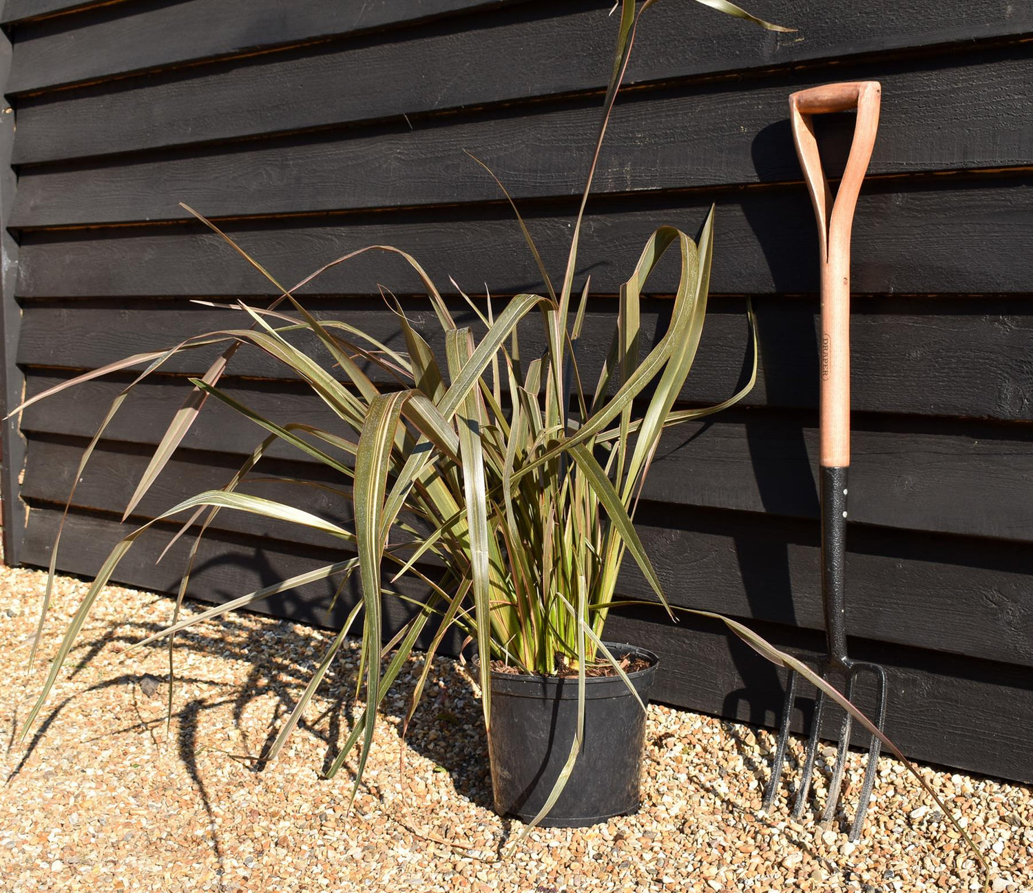 Phormium tenax 'Sundowner' - Height 40-60cm - 7.5lt