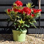 Rhododendron 'Vulcan' - Shrub - Height 40-50cm - 10lt