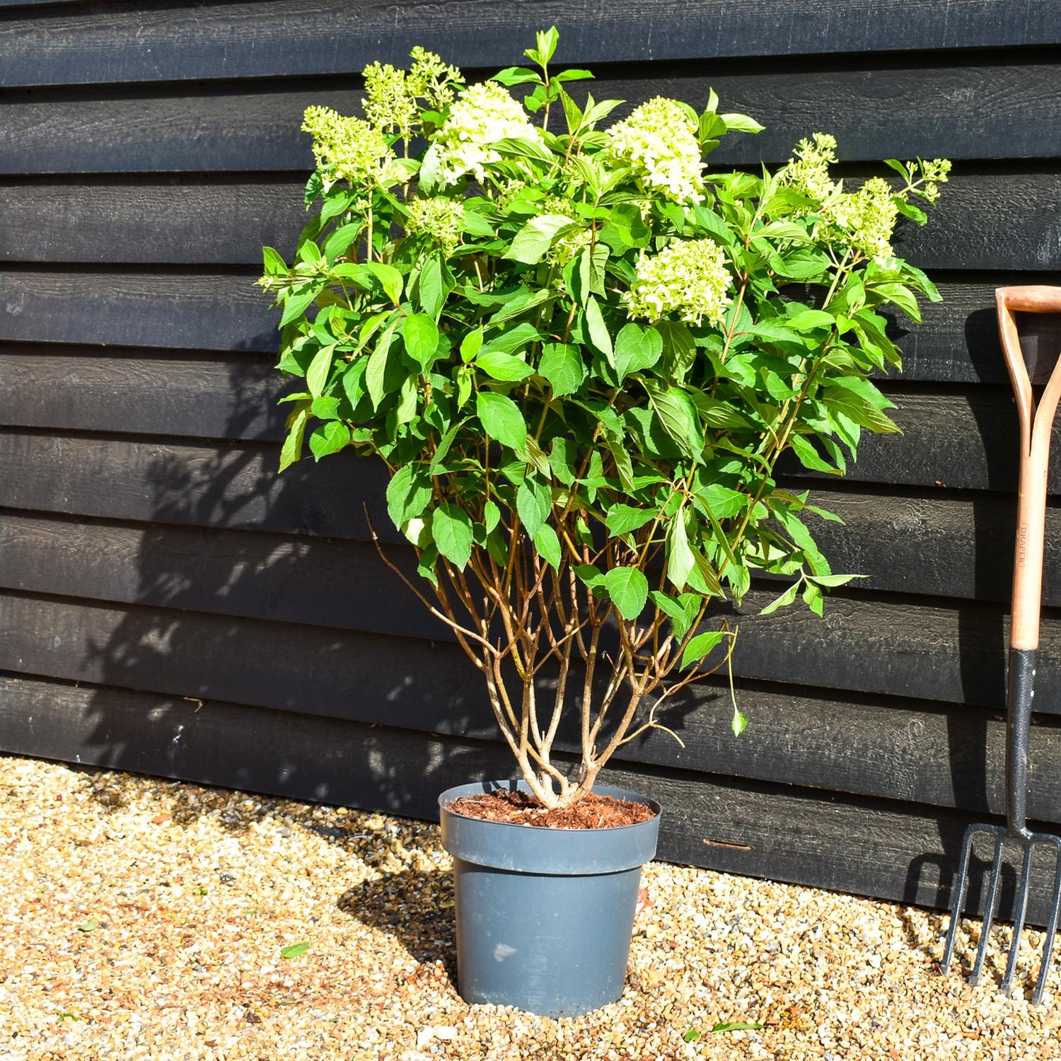 Hydrangea paniculata 'Skyfall' - Height 50-60cm - 15lt
