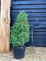 Buxus sempervirens | European Box - 120-150cm, 50lt