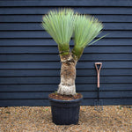Yucca rostrata - Double Branch - Trunk 60cm - Height 140cm - 90lt