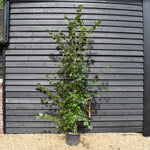 Tilia cordata | Small-Leaved Lime - Height 160-200cm - 20lt