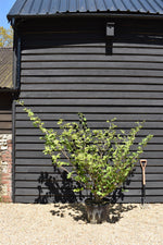 Hamamelis x intermedia 'Ruby Glow' | Witch hazel - Height 170-180cm - 45lt