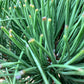 Pinus nigra nigra | European Black Pine - Bonsai Cloud - Height - 85-100cm - 25lt