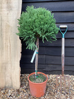 Cryptomeria japonica | Japanese cedar - 1/4 Standard - 105 cm