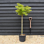 Euonymus alatus Shrub | Winged Spindle Small Tree - - Clear Stem 100cm - Height 140-150cm - 15lt