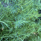 Cryptomeria japonica elegans | Japanese cedar - 100-125cm, 15lt