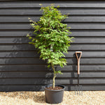 Acer palmatum 'Osakazuki' | Japanese Maple - Bushy - Height 170-190cm - 35lt