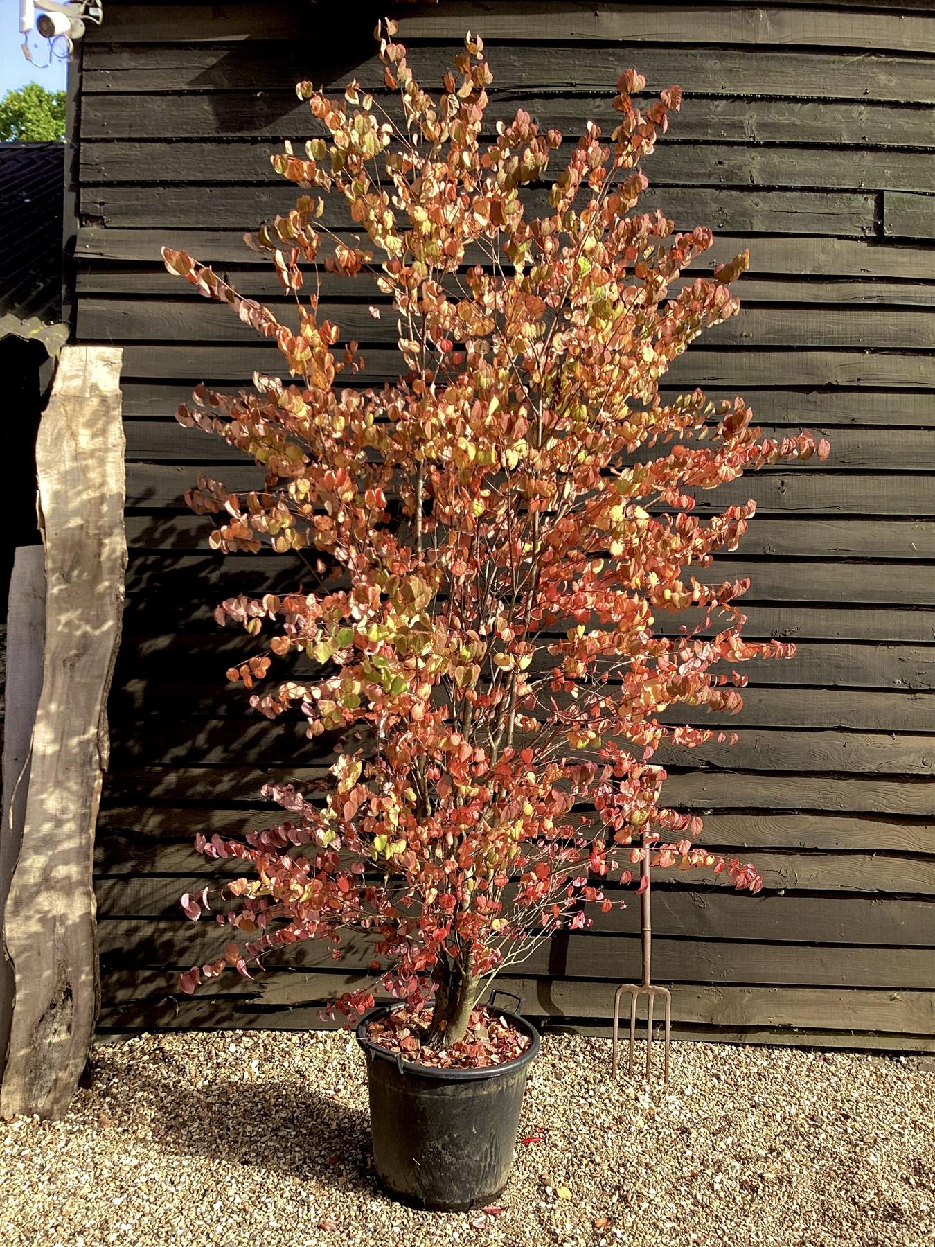 Cercidiphyllum japonicum | Japanese Katsura Tree - 200-250cm, 50lt