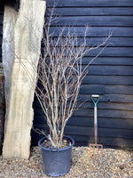 Deutzia scabra 'Plena' - 100-150cm, 50lt