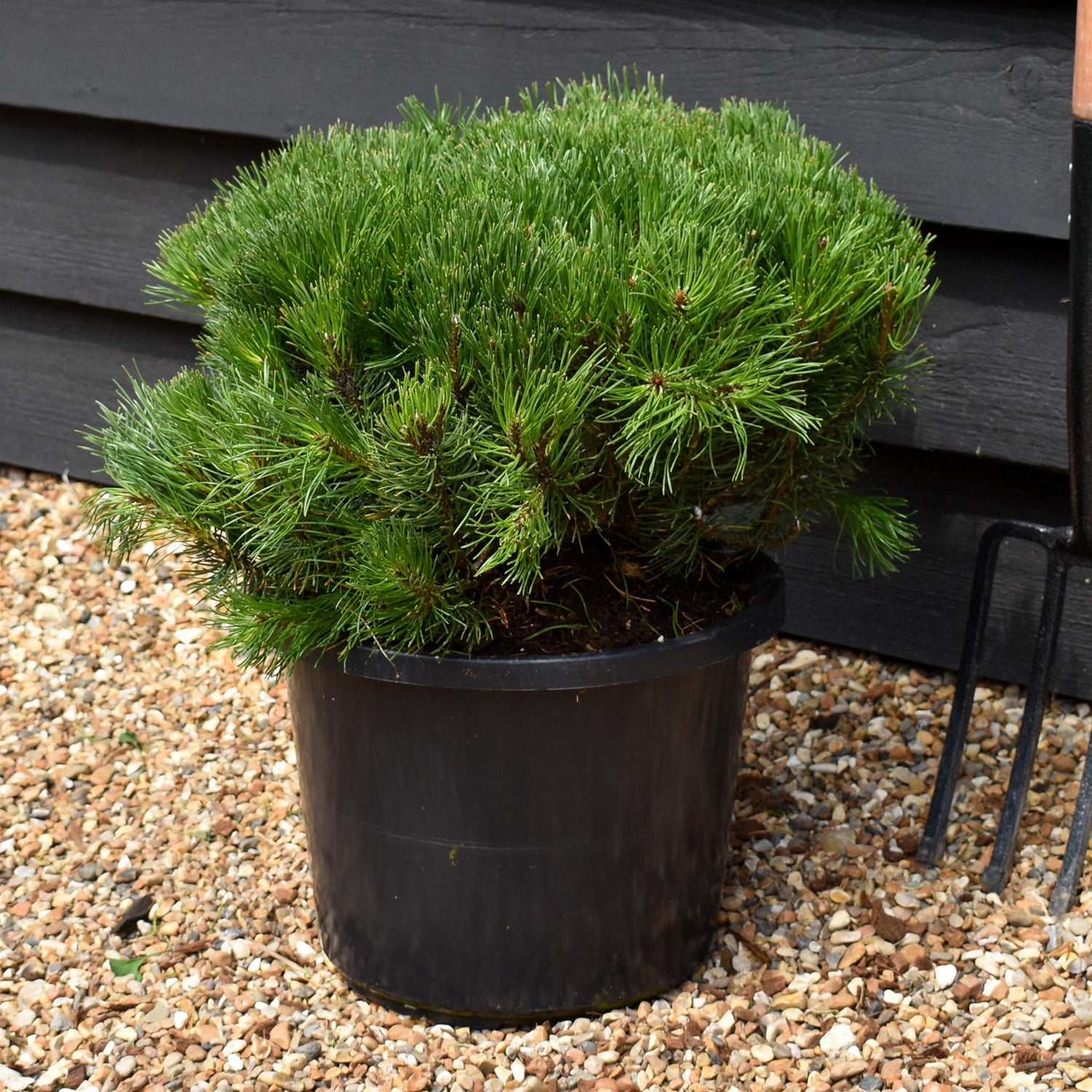 Pinus mugo 'Pumilio' | Dwarf mountain pine - Width 40-50cm - Height 20-40cm -12lt