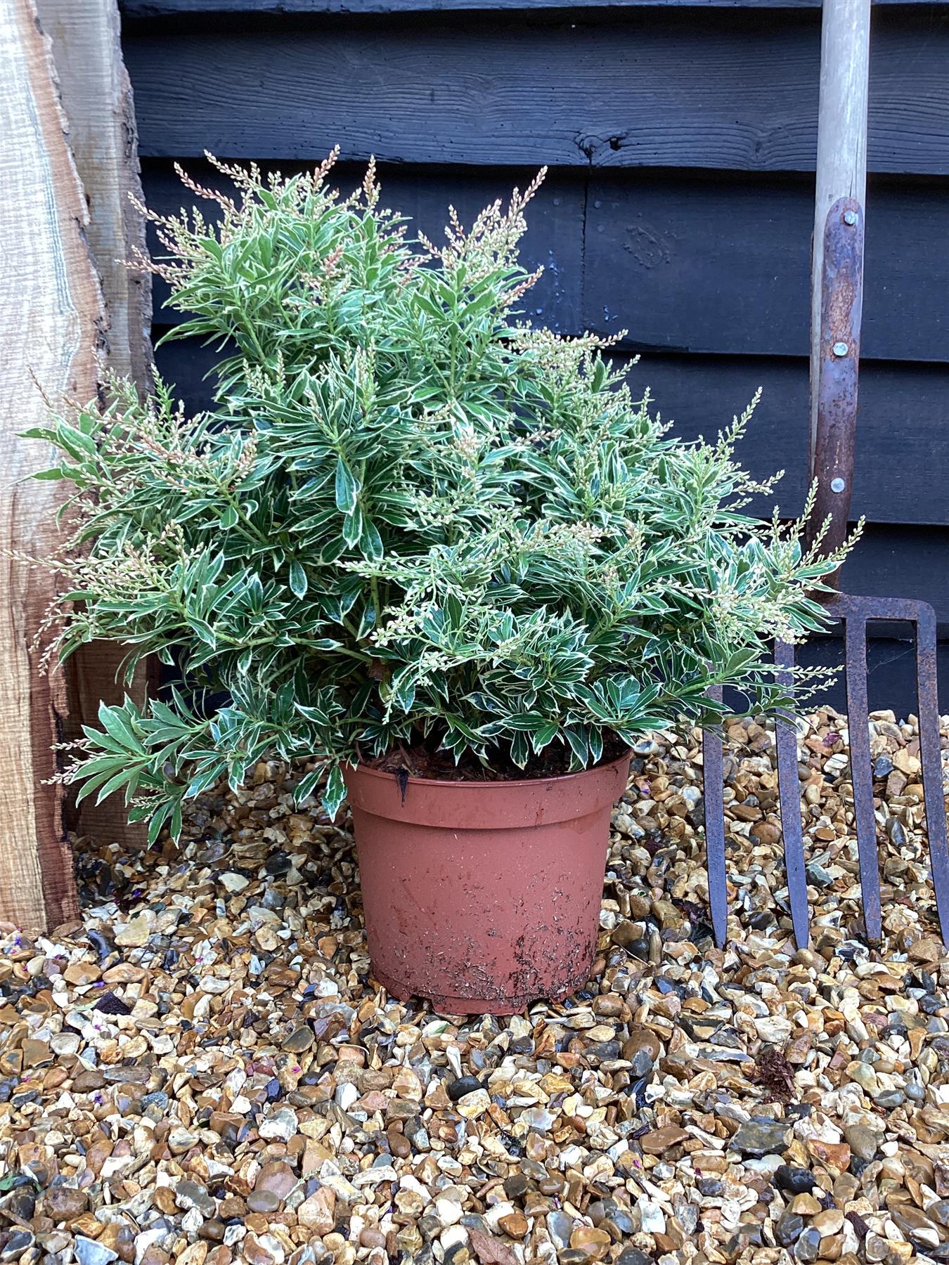 Pieris japonica 'Variegata' | Pieris 'White Rim'