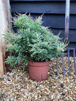 Pieris japonica 'Variegata' | Pieris 'White Rim' - 55-60cm, 5lt