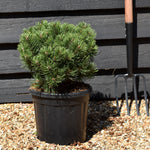 Pinus Mugo 'March' | Dwarf Mountain Pine - Height 40-50cm - Width 30cm - 11lt