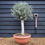Olive Tree |Olea Europea - Clear Stem 40-50cm - Height 100-110cm - Bowl - 40lt