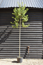 Ilex Nellie R Stevens | Holly 'Nellie R. Stevens' - 290cm, 35lt