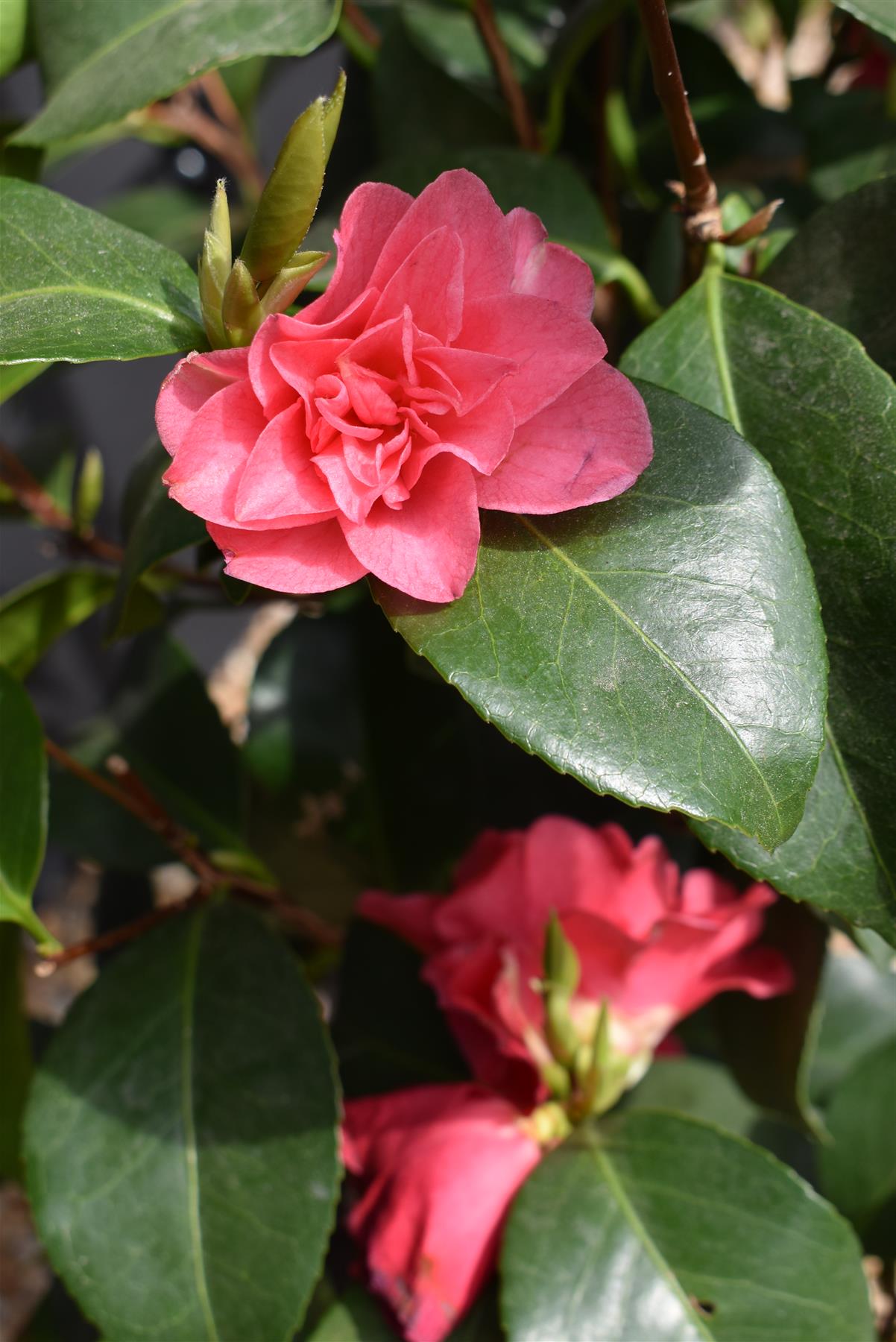 Camellia japonica 'Odoratissima' - 60-70cm - 12lt