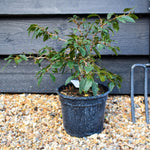 Prunus incisa 'Kojo-no-mai' - Height 25-30cm - Bushy - 2lt