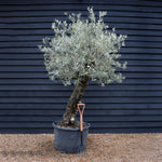 Olive Tree | Olea Europea - Specimen - Leaning gnarly - Trunk height 110cm - Height 200-220cm - Girth 70cm -160lt