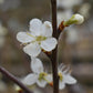 Damson 'Merryweather' | Prunus insititia - 150-160cm - 12lt
