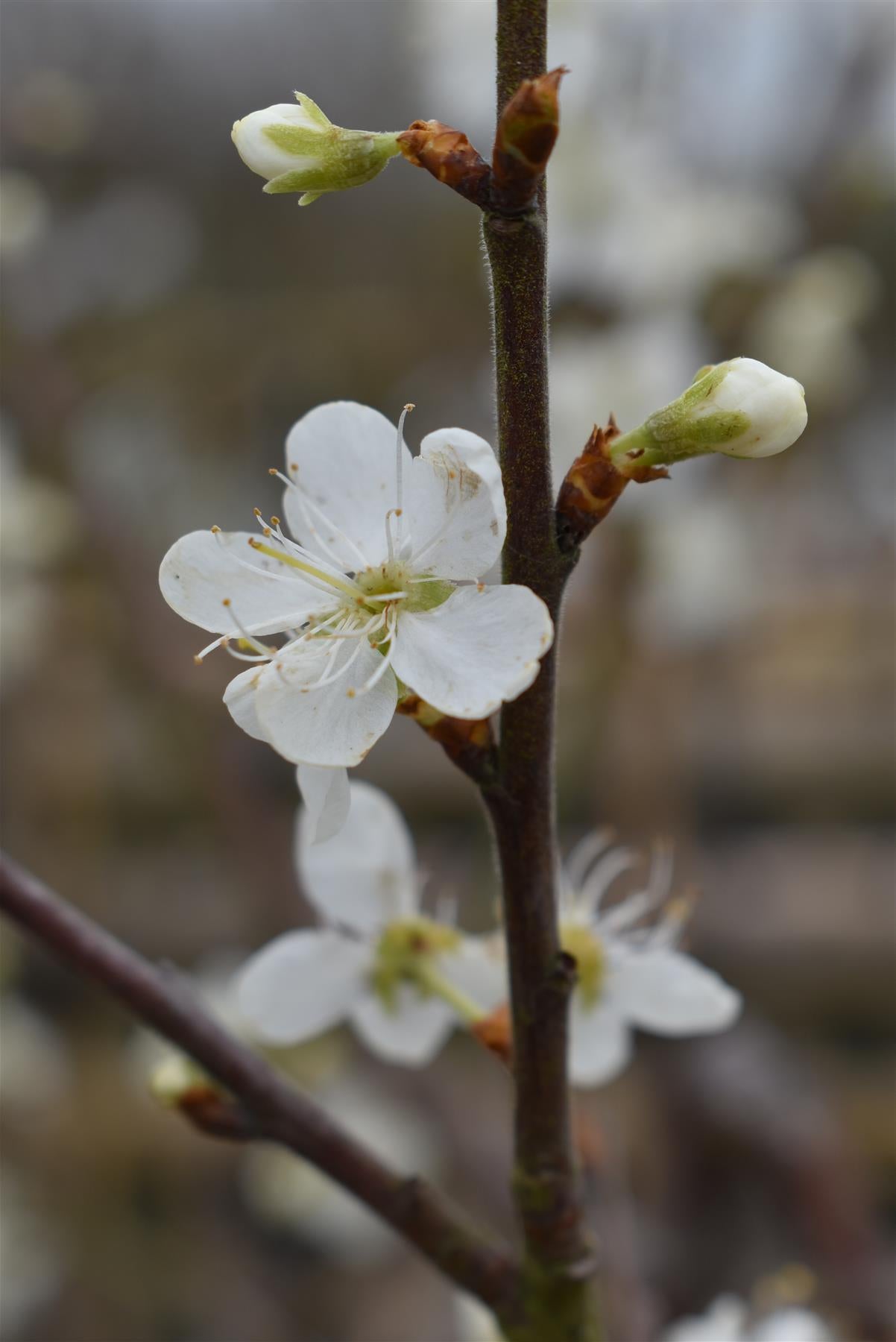 Damson 'Merryweather' | Prunus insititia - 150-170cm - 12lt