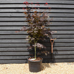 Acer palmatum 'Katsura' | Katsura Japanese Maple Bushy - Height 180-200cm - 55lt
