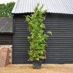 Parrotia persica | Persian Ironwood - Large Shrub - Height 370-400cm - 130lt