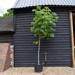 Aesculus carnea 'Briotii' | Red Horse Chestnut - Clear Stem - Standard - Girth 8-10cm - 250-270cm - 70lt