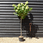 Hydrangea paniculata 'Limelight' - Stem 100cm - Height 170-180cm - 15lt
