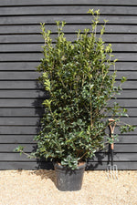 Osmanthus - Shrub| Sweet olive - Height 200-220cm, 55lt