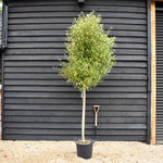 Hoheria sexstylosa Snow White | Ribbonwood - Clear Stem 130-140cm - Girth 8-10cm Height 250-270cm - 30lt