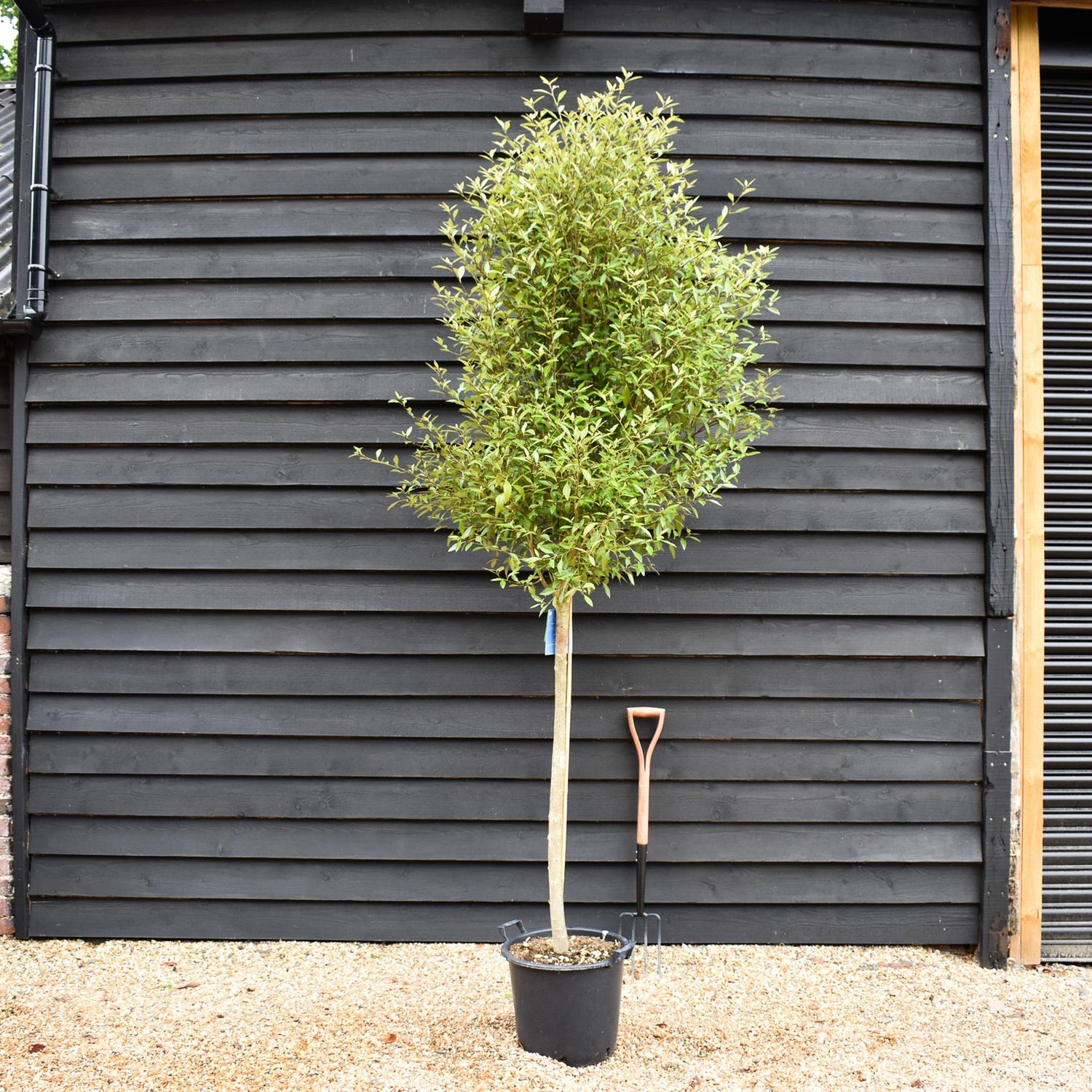 Hoheria sexstylosa Snow White | Ribbonwood - Clear Stem - Girth 10-12cm Height 220-250cm - 30lt