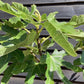 Fig - Ficus carica 'Brogiotto Bianco' - 150-160cm, 10lt