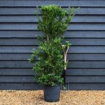 Ilex crenata 'Green Hedger' - Height 140-150cm - 20lt