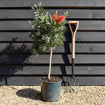 Callistemon 'Kingpark' - Clear Stem 40cm - Height 90cm - Girth 6cm - 12lt