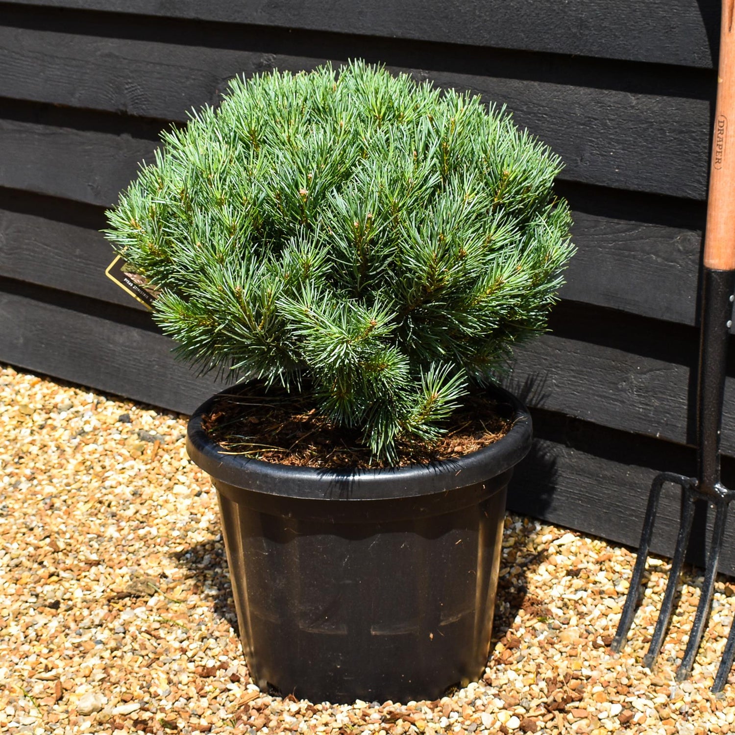Pinus sylvestris 'Watereri' | Scots pine - Height 50-60cm - 25lt