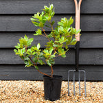 Arbutus unedo | Strawberry Tree - 20-25cm, 3lt