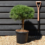 Pinus Nigra 'Brepo' | Dwarf Austrian Pine - Height 40cm-50cm - Width 40cm-50cm - 15lt