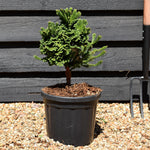 Cryptomeria japonica 'Tomahawk' | Japanese Cedar - Height 35-45cm - 5lt