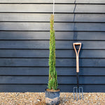 Cupressus sempervirens 'Totem' | Italian Cypress - Height 120-130cm - 10lt